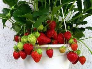 Growing strawberries in pots in an apartment or greenhouse
