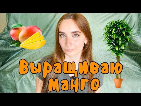 Jak uprawiać nasiona mango w domu?