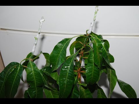 Uprawa sadzonek mango przez szczepienie // SZCZEPIENIA MANGO