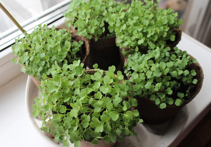 Growing arugula at home