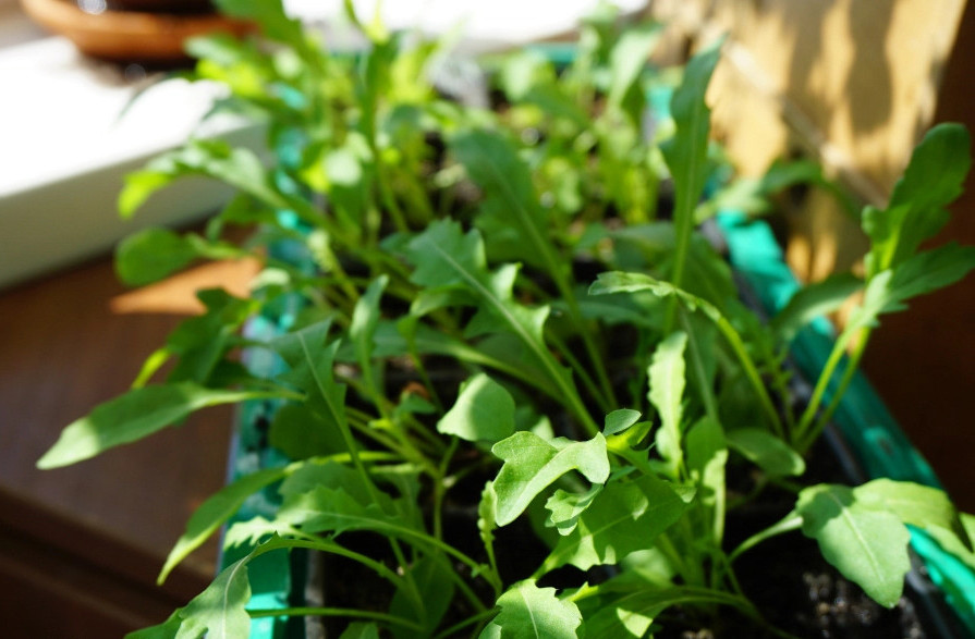 How to grow arugula on a windowsill. Growing arugula at home