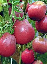 Trufla japońska to jedna z nowych odmian pomidora, która swoją nazwę wzięła od pierwotnego kształtu owocu.