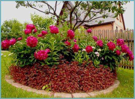 Peonies planting and care in the open field. Step-by-step instruction