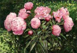 Before and after flowering, peonies are fertilized with nitrogen, phosphorus and potassium. Organic fertilizers are not used, as they cause various fungal diseases.