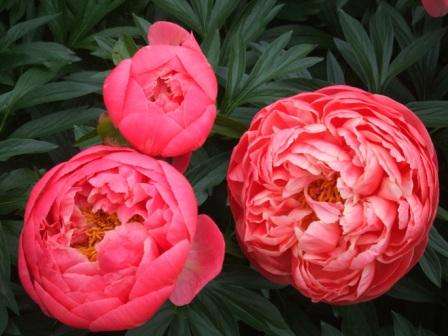 Peonies planting and care in the open field. Step-by-step instruction
