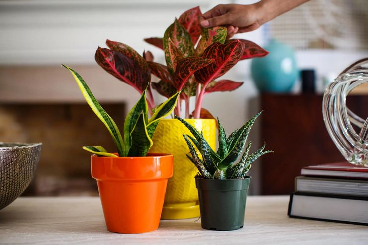 Watering plants