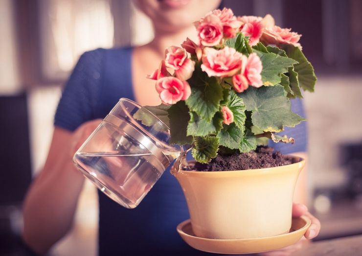 What water is better for watering flowers
