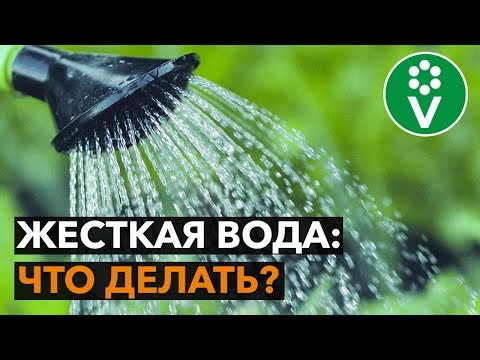 HOW TO IMPROVE WATER FOR WATERING PLANTS? Bonus at the end!