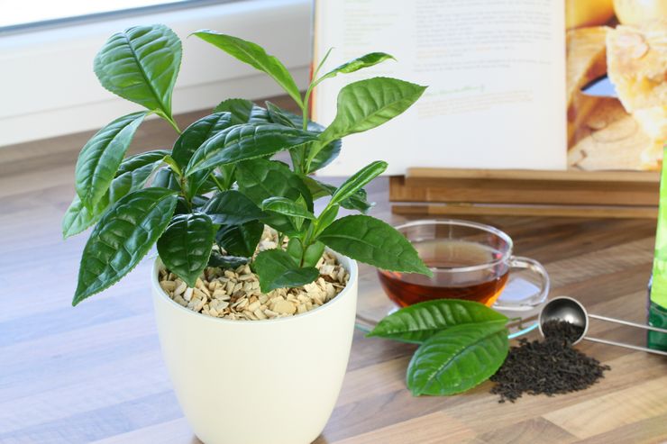 Is it possible to water plants with tea and tea leaves