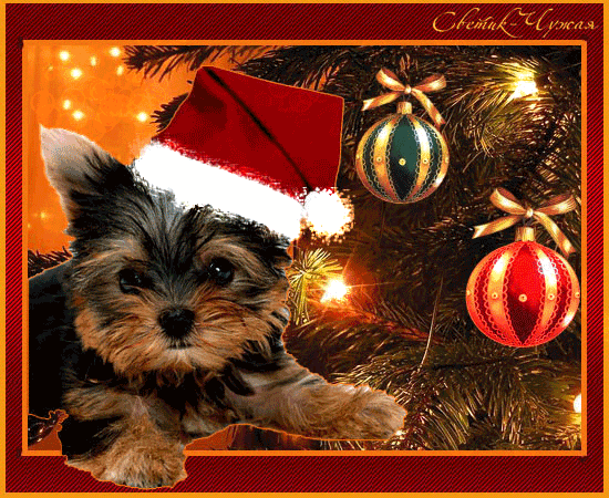 Happy new year 2018 greeting cards of the dog