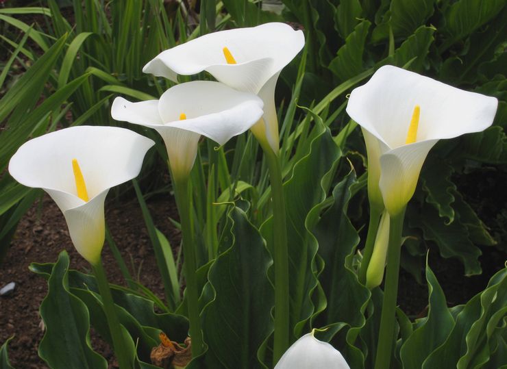 Calla etióp