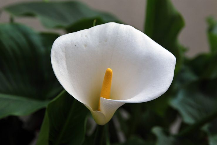 Calla liliom leírása