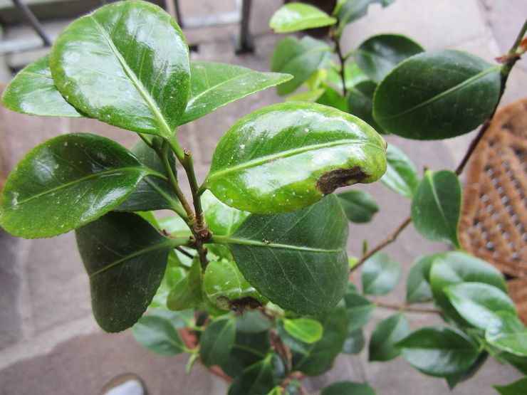 Diseases and pests of camellia