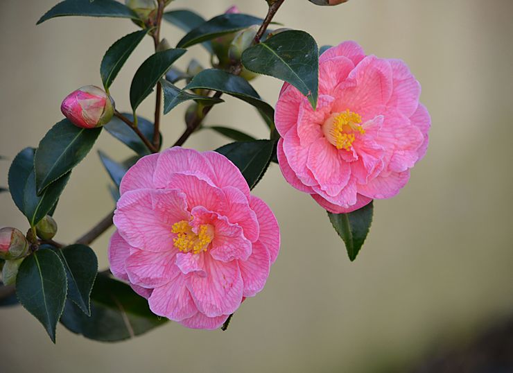 Types and varieties of camellia with photos and names