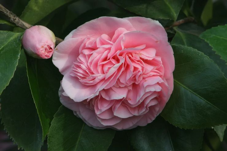 Camellia Giulio Nucci