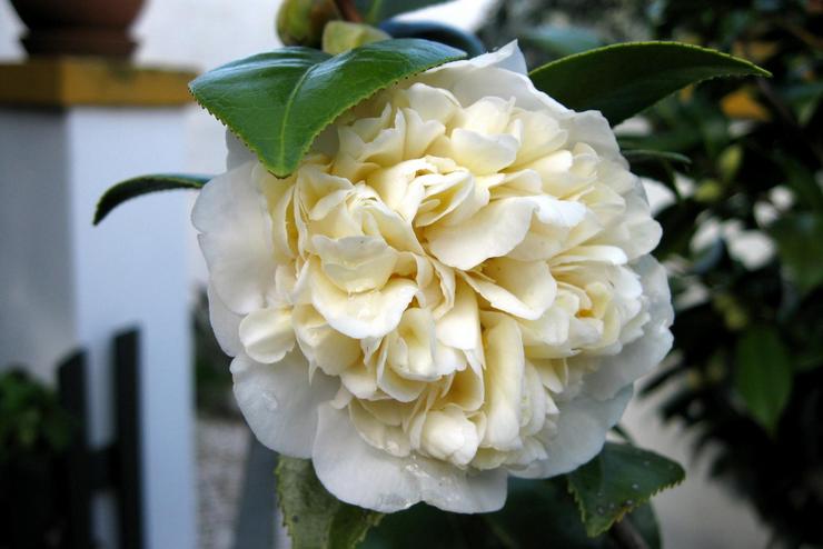 Camellia Double White