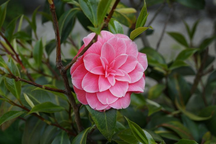 Beschrijving van camelia