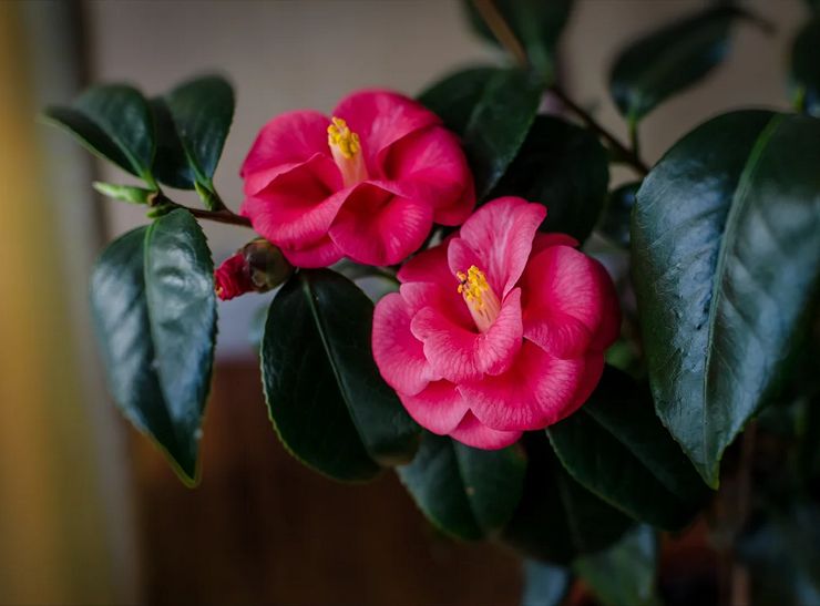 Home care for camellia