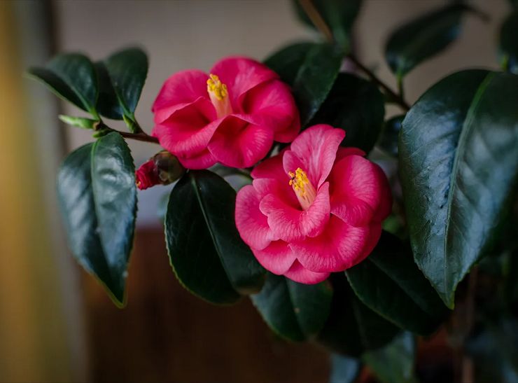 Thuiszorg voor camelia