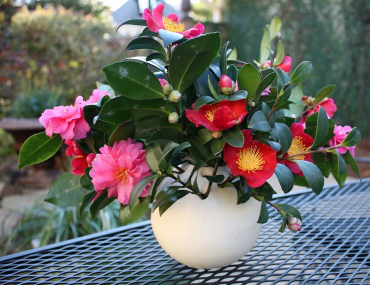 Camellia transplant