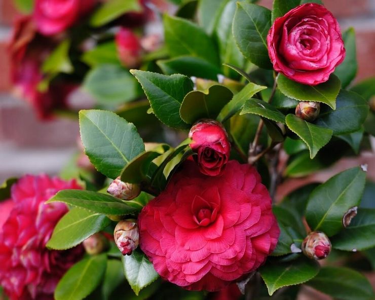 Flowering camellia