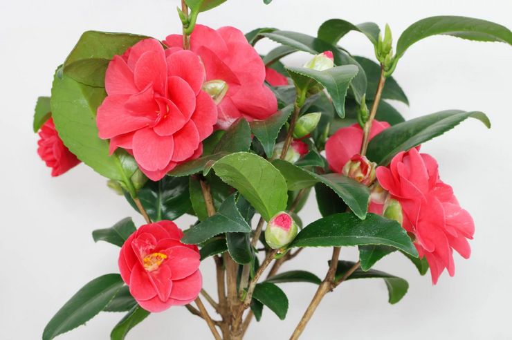 Camelia