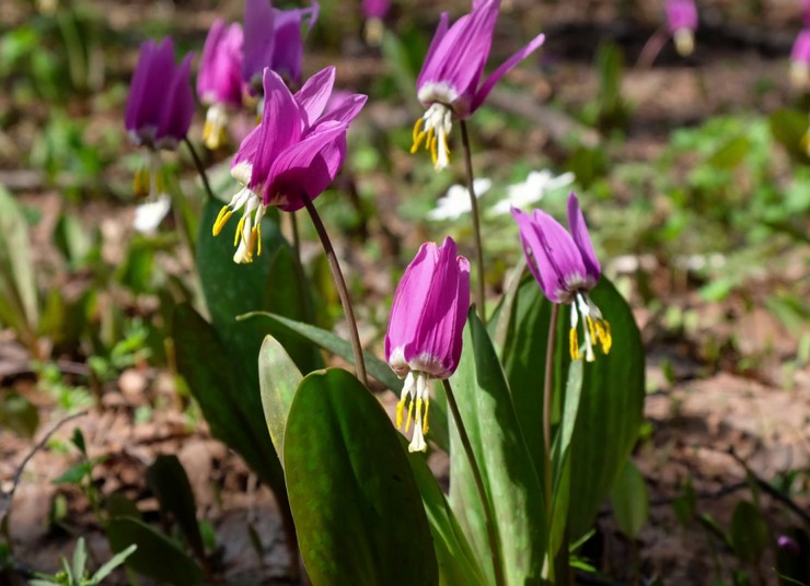 Erythronium planten in de volle grond