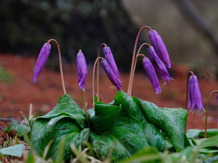 Kandyk verzorging in de tuin