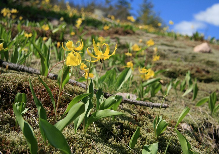 Soorten en variëteiten van erythronium