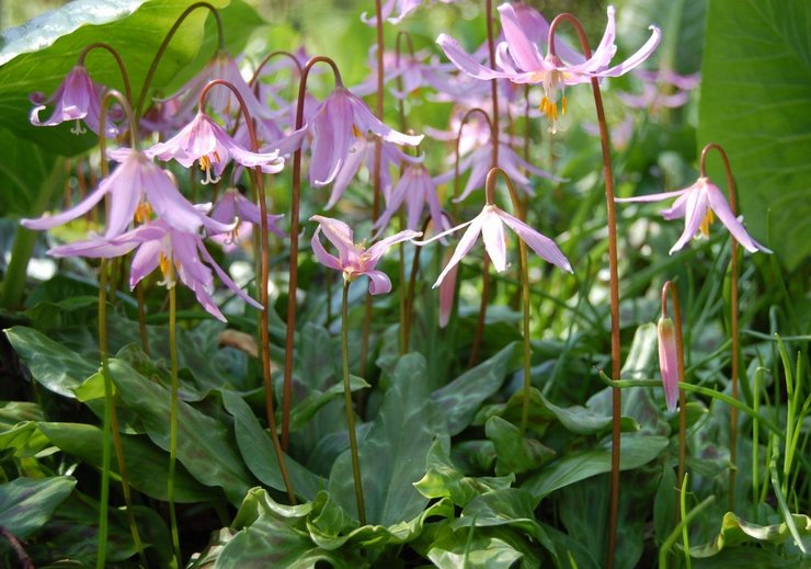 Kandyk (erythronium): planten en verzorgen in de volle grond, teelt, foto's en soorten