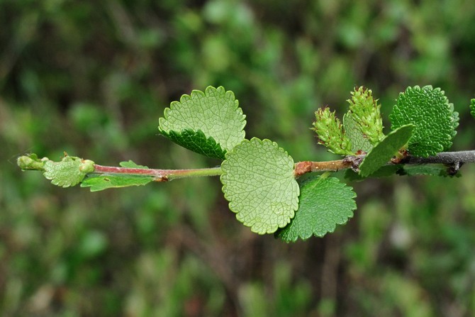 Tips en trucs voor het kweken van een dwergberk in de tuin