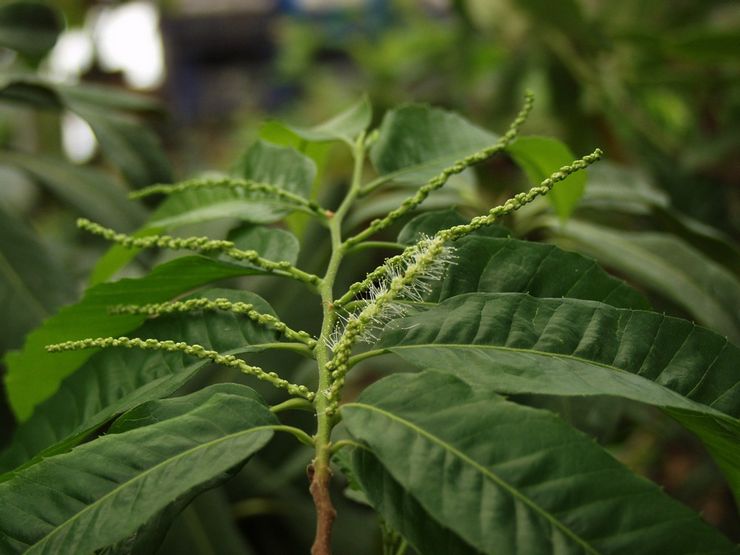 Japanese chestnut or crenate