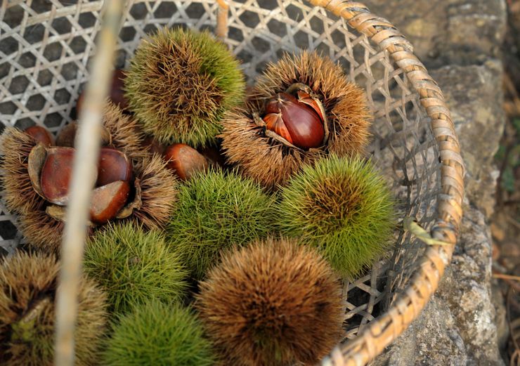 Application of chestnut