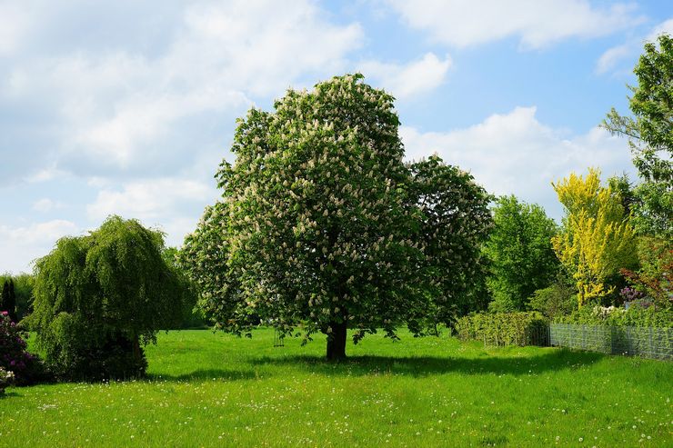 Chestnut in landscape design
