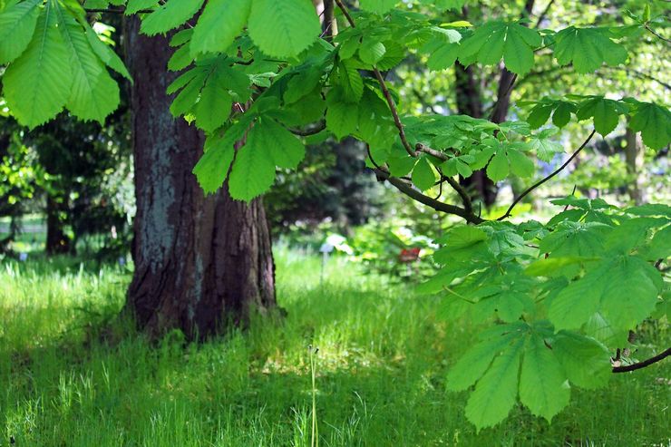 Description of chestnut