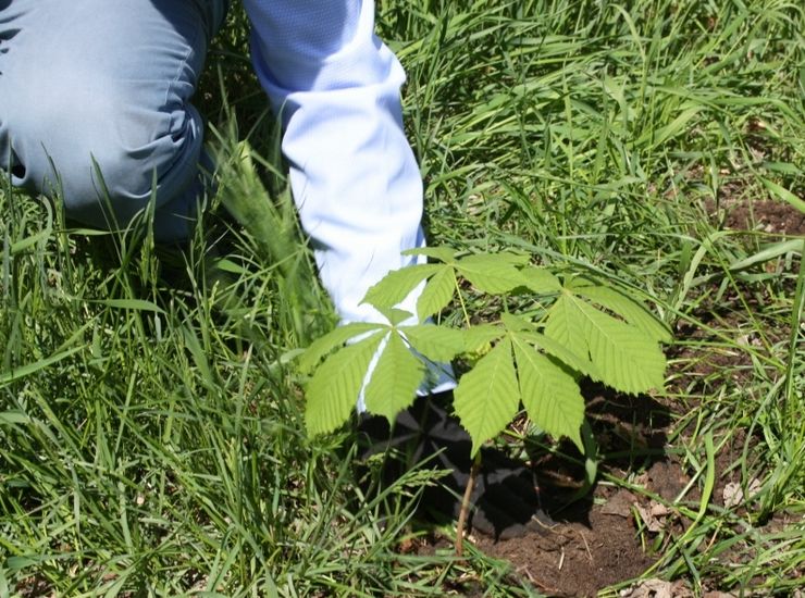 Planting and caring for chestnuts
