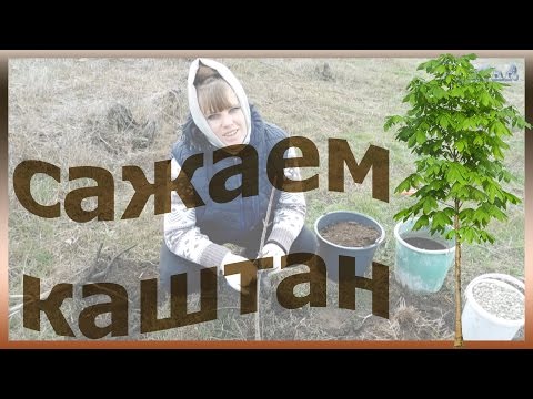 Chestnut how to plant we plant grow plant chestnut chestnut care vegetable garden garden rose garden flower garden