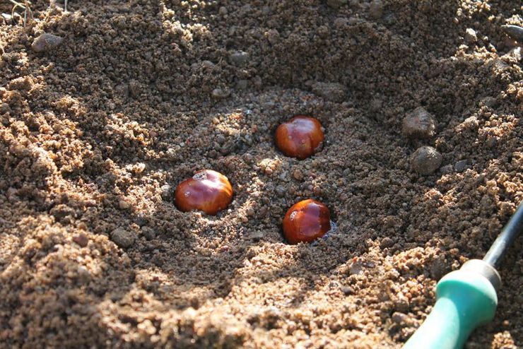 Growing chestnuts from walnuts