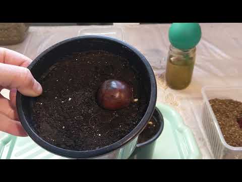 CHESTNUT. HOW TO GROW ?? !! HOW TO PLANT ??? !!!