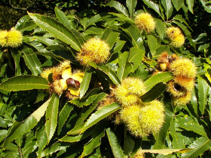 Sowing or edible chestnut