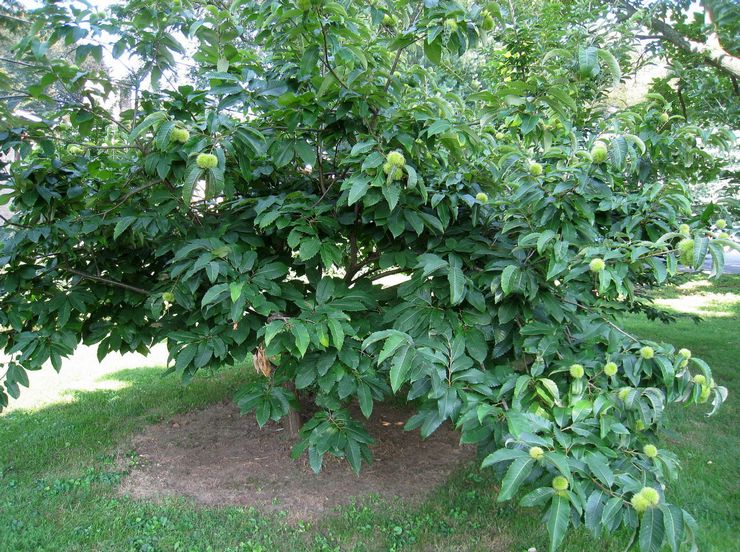 Toothed chestnut or American