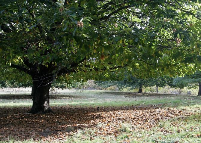 Amerikai gesztenye - népszerű parkfa