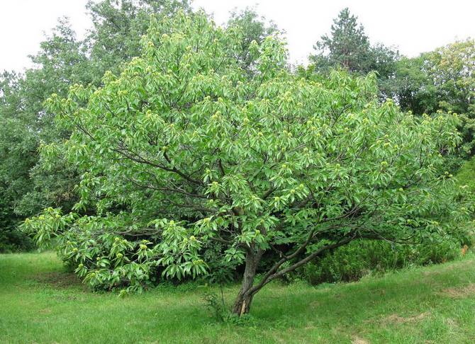 Kastanje zaaien. Foto en beschrijving van de boom