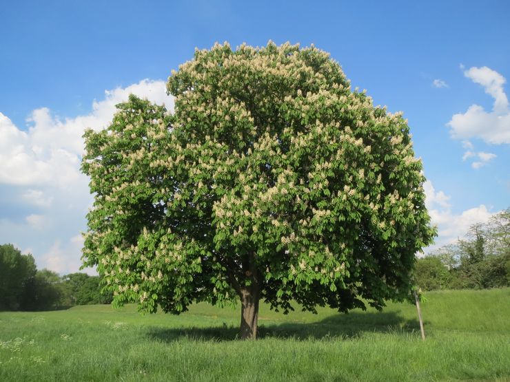 Plant chestnut