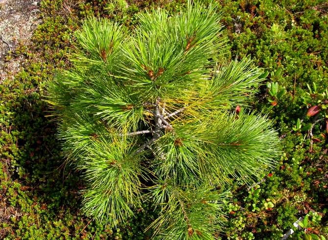 Siberische dennenceder planten en verzorgen