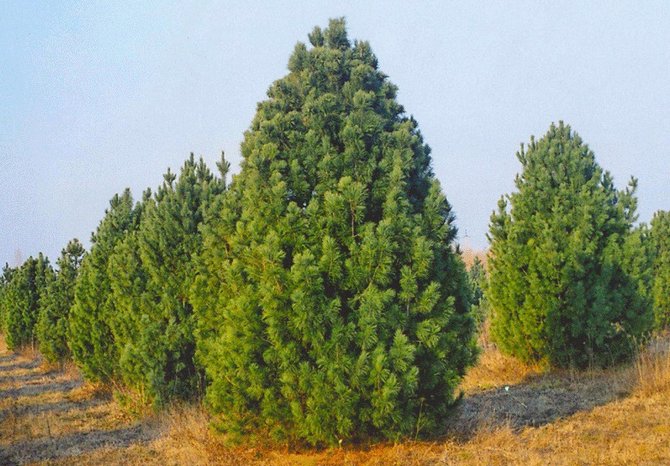 Siberische ceder heeft bodemmulch nodig om een ​​hoog niveau van boomvruchtbaarheid te behouden