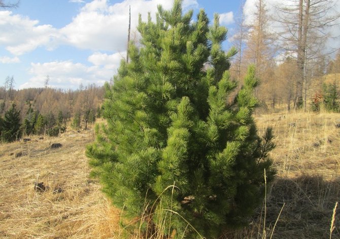 Siberische dennenceder. Foto en beschrijving. Planten en verzorgen, boomziekten