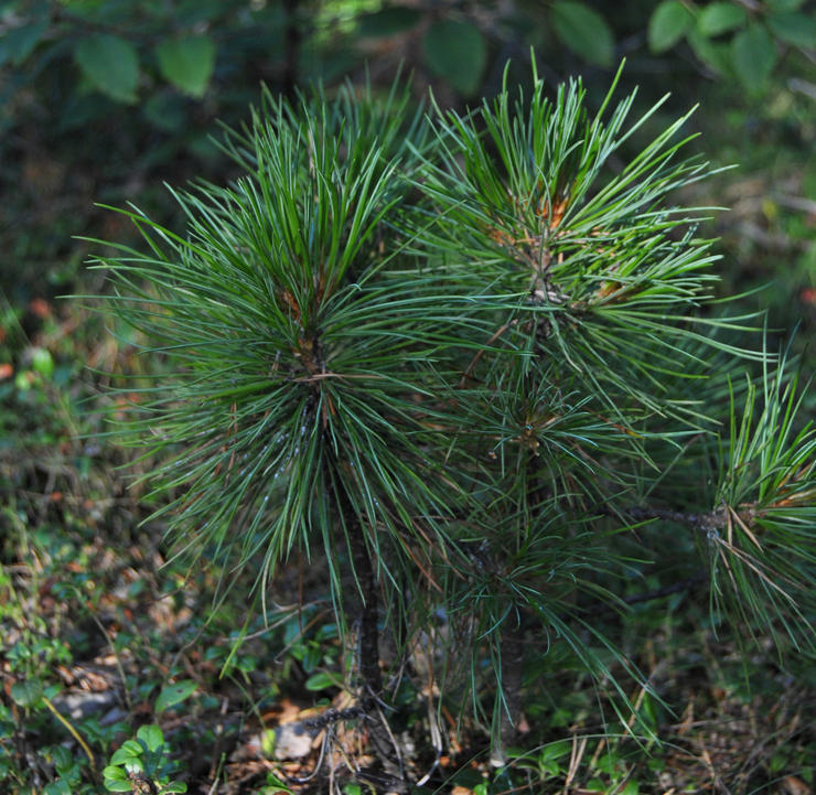 Zaailingen van Siberische ceder planten