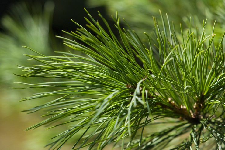 Een ceder planten en verzorgen. Siberische ceder kweken uit zaden