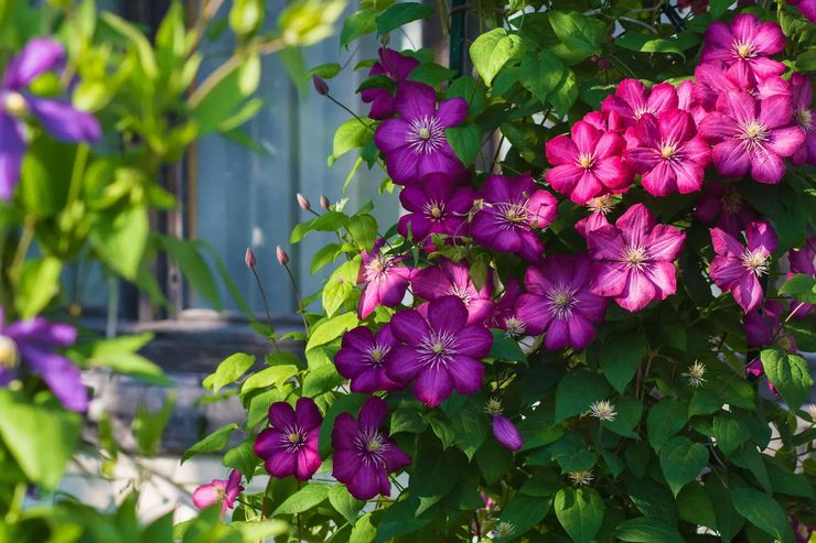 Clematis verzorgen in de tuin